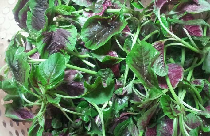 这道菜好吃又便宜,孩子吃了长高个,临产孕妇的绝佳美食!_苋菜_时候_材