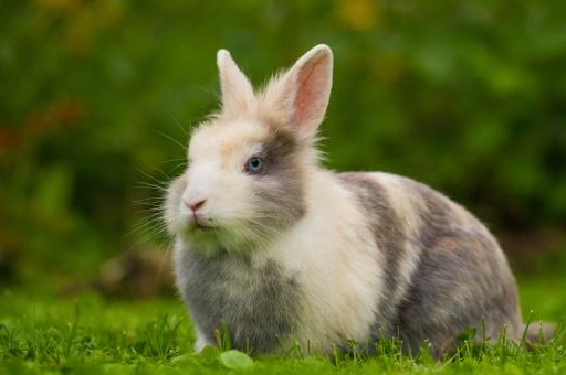 兔子磨牙主要靠吃草,磨牙石是种概念,某些成分和磨脚石并无不同_牙齿_