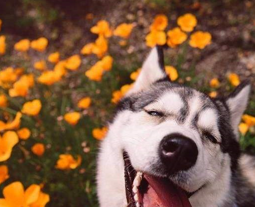 哈士奇十分喜欢喝水,铲屎官看了想揍它一顿,这完全是在玩水_主人_火腿