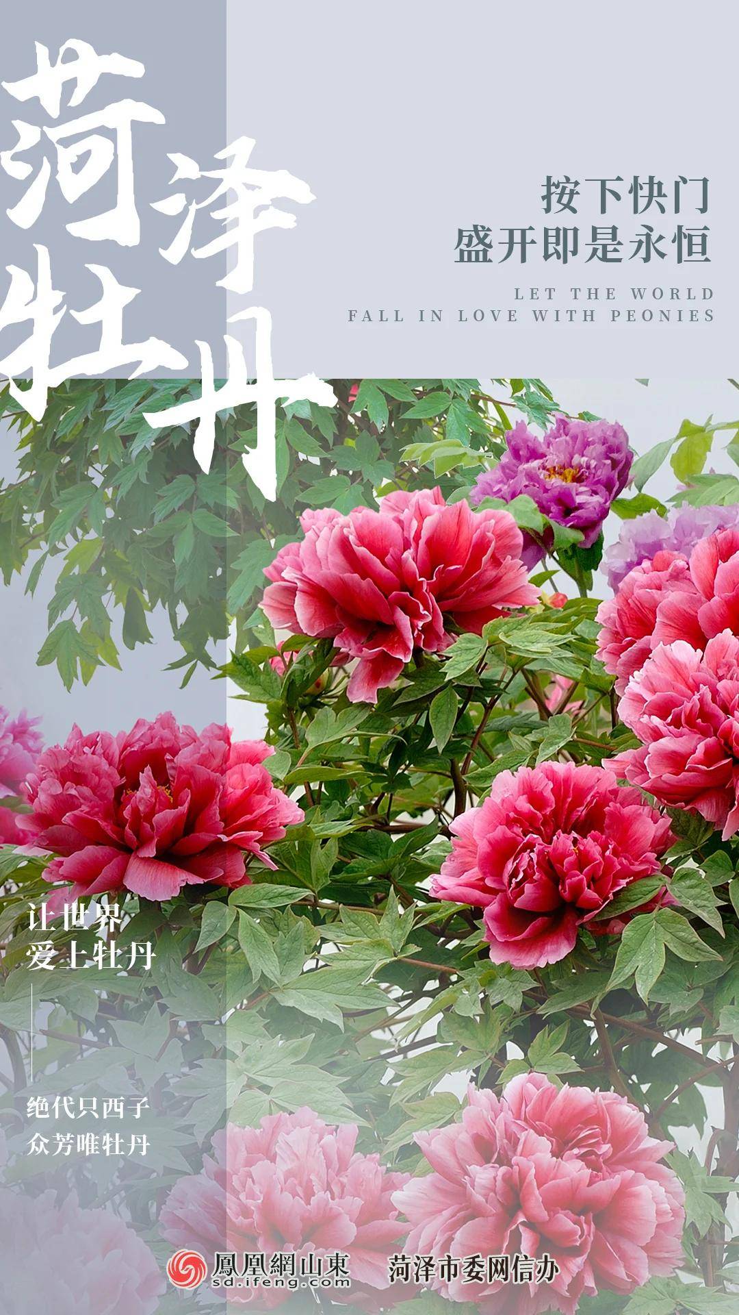 原创海报 | 菏泽以牡丹之名邀约世界