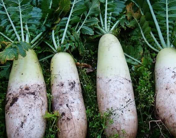 癌的"头号克星"终于找到了,每天吃一点,调理乳腺远离增生_细胞_白菜