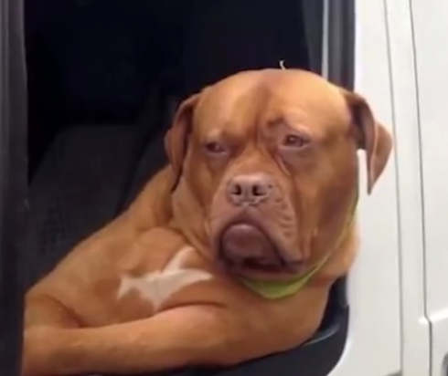 "明星"快递员,狗狗:我不做大哥好多年,你们休想打劫我的快递