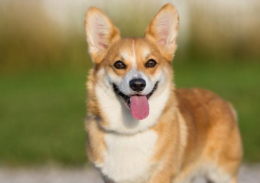 原创别以为饲养柯基有多难其实可爱的它们起来挺容易并且好处很多