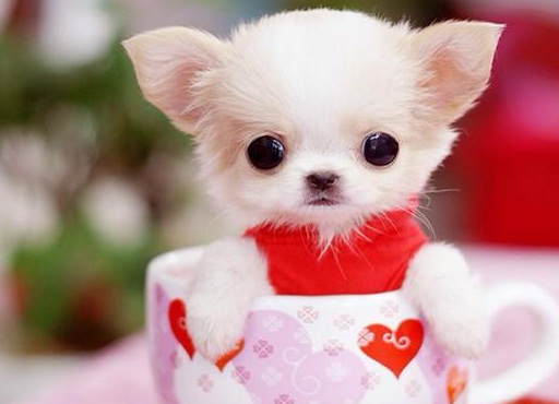 茶杯犬的背后,那些可爱的小茶杯狗是怎么来的?再也不想购买了