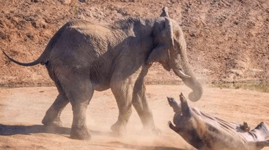 印度一大象突然发狂踩死驯象师,这什么情况?大象反抗压迫?