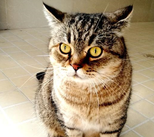 养一只狸花猫的体验是什么