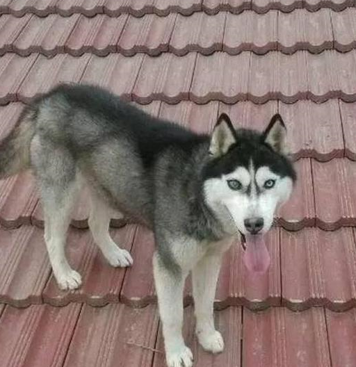 主人带二哈回农村,让它跑了到夜晚也没找到,第二天早上哭笑不得