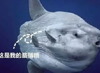 危险来临也不愿动弹,网友:没灭绝也是神奇_翻车鱼_动物_大自然