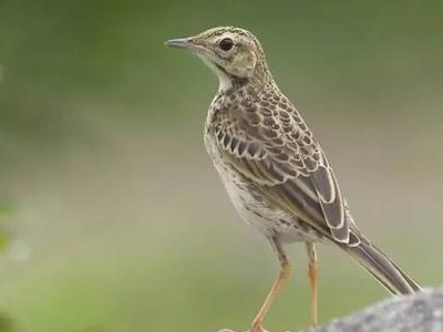 原创十种叫声好听的鸟儿真的像是被天使吻过的嗓子