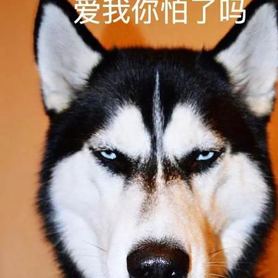 二哈在家不仅拆家还撕钱,主人火冒三丈,扬言今晚要把它炖了_哈士奇