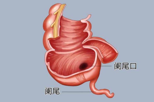 人体_扁桃体_保护