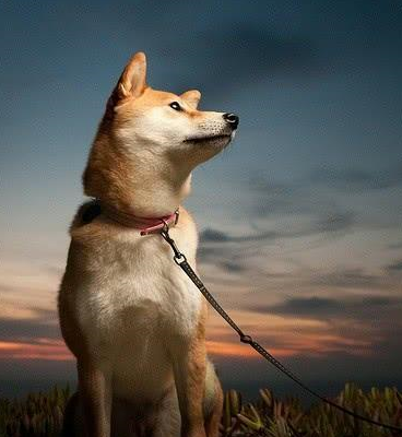 便给它解下了系绳,结果二哈仿佛脱缰的小野狗,一瞬间跑没了影