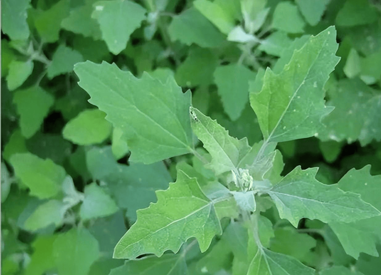 春季野菜中的"毒素"及其后果