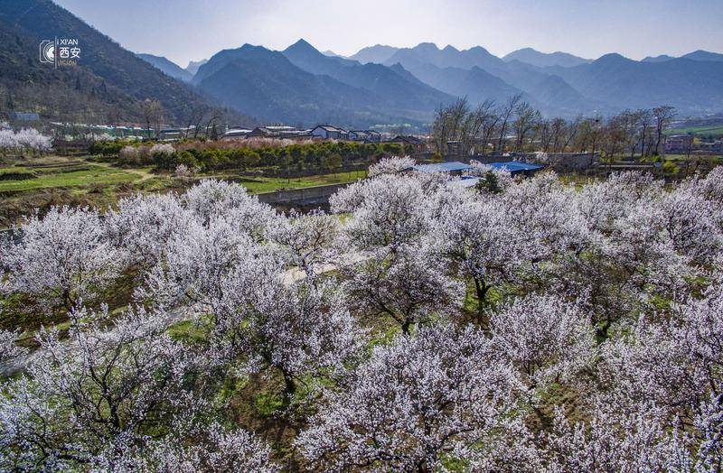 在秦岭北麓邂逅一片春山