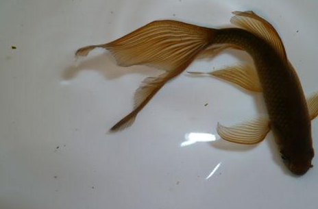 原创琉金的源流普通玉鲭短尾长尾宽尾蝶尾扇尾琉金