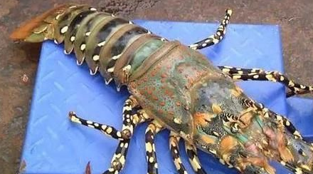 原创最贵的龙虾有多贵这种怪颜色的虾抓到一只就可以换一套房