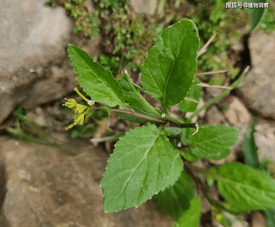 野油菜的药用价值图片