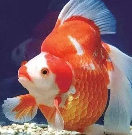 琉金的源流:普通,玉鲭,短尾,长尾,宽尾,蝶尾,扇尾琉金_金鱼_日本_杂交
