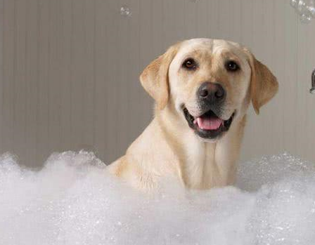 对于狗狗洗澡的知识,你了解多少呢?