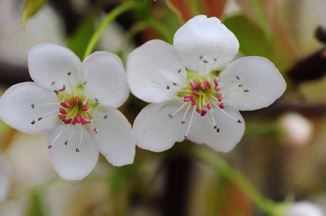 1成簇开放,花蕊细长且带点红色2花和叶子都比较大,边开花边长叶子