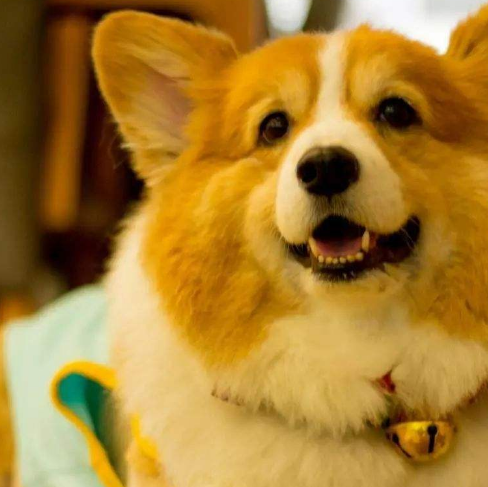 原创只有养过柯基的人才懂得这些心酸与快乐看完忍不住笑着哭出来