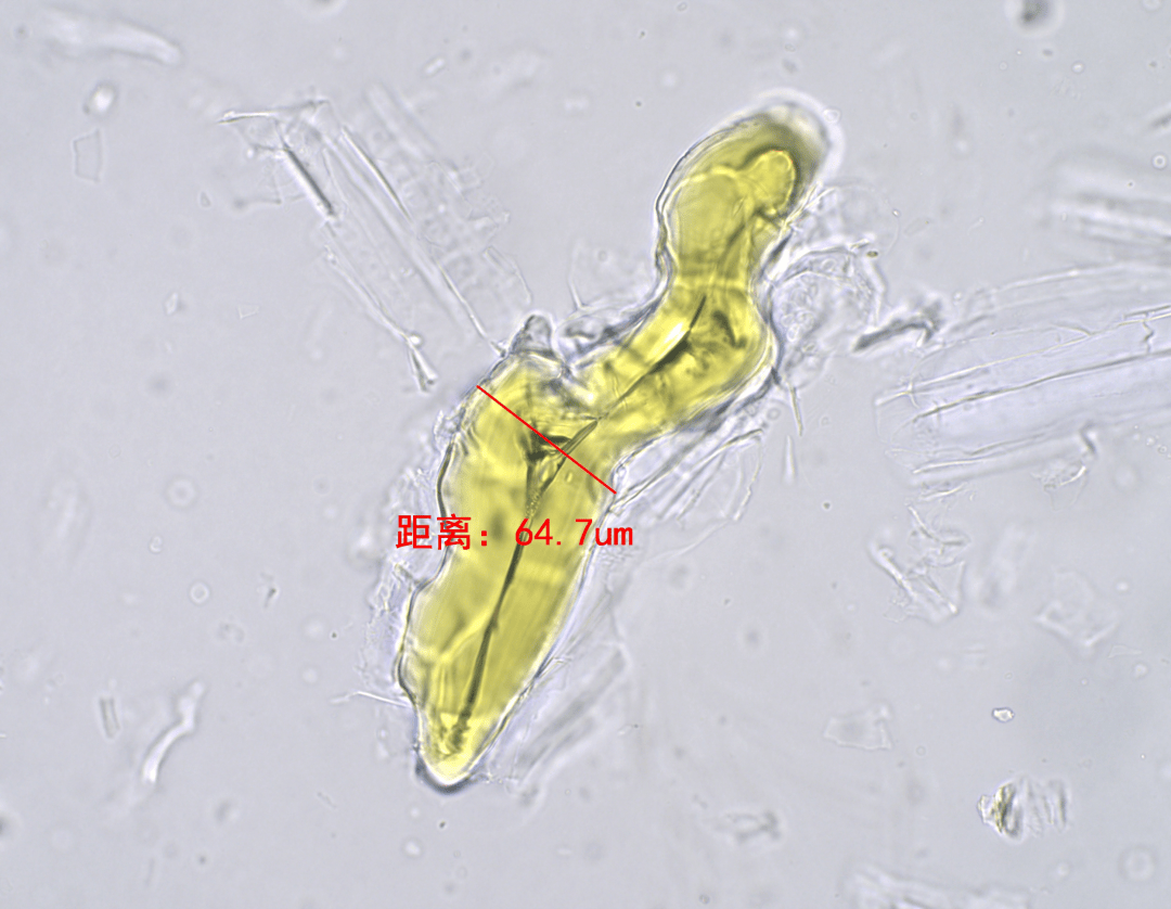 黄柏的石细胞荆芥的腺鳞指纹图谱技术指纹图谱技术就像是对中药材进行