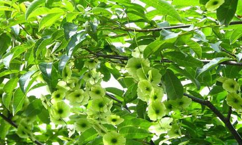 它就是,青钱柳还有一个名字叫摇钱树!