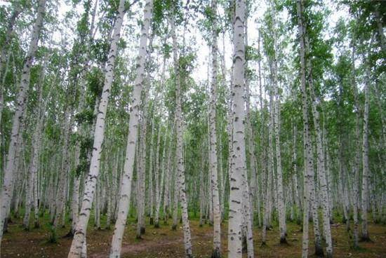 原创世界上最硬的树就长在我国东北伐木工看见就头疼比钢铁硬一倍