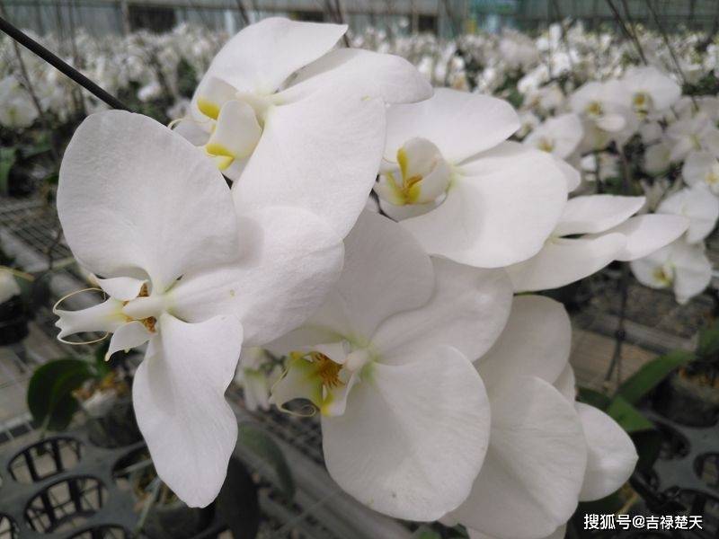 余弦复合函数ycosx22导数的两种计算