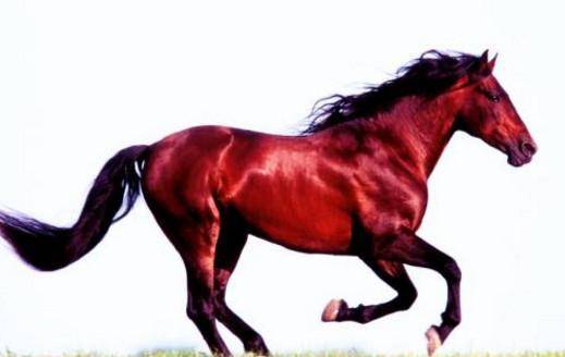 夕阳下,贺龙接过缰绳,对那匹枣红色战马摸了又摸,用手将它的髦毛梳理