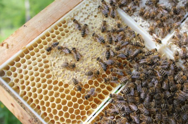 蜜蜂养殖,五种方法判断蜜蜂是否生病,老蜂农都这样干_