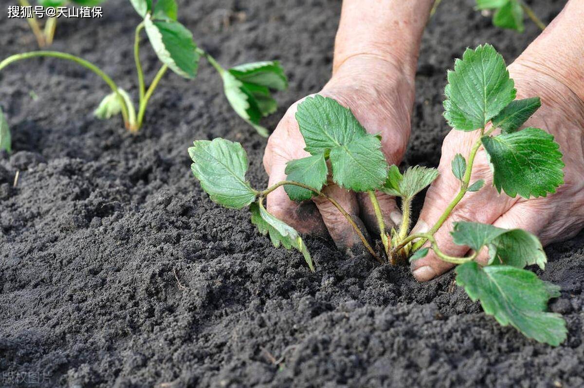 草莓播种技术方法