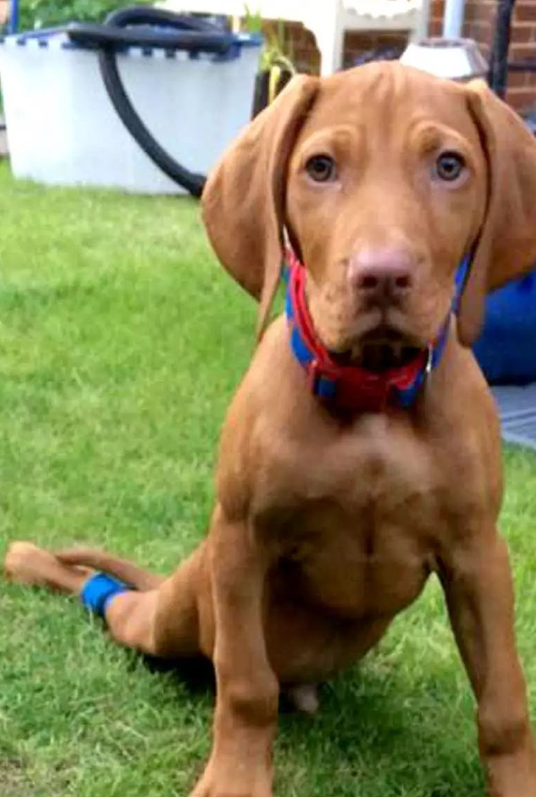 原创刚出生的小奶狗被主人不慎踩伤兽医建议安乐死然而奇迹发生了