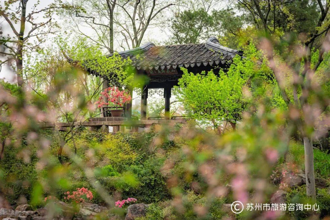 我又要劝你去苏州拙政园了因为