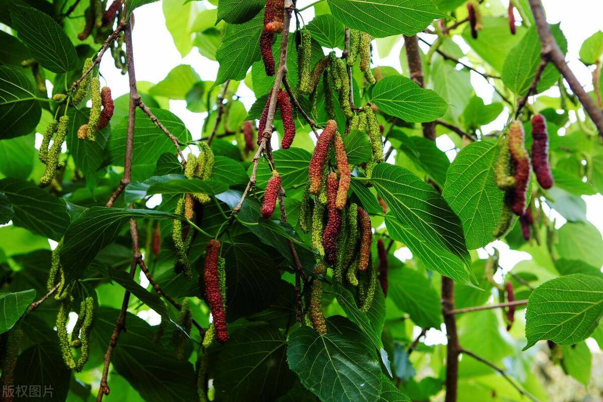 原创俗话说阴树不能进家门哪些是阴树看看你家有吗