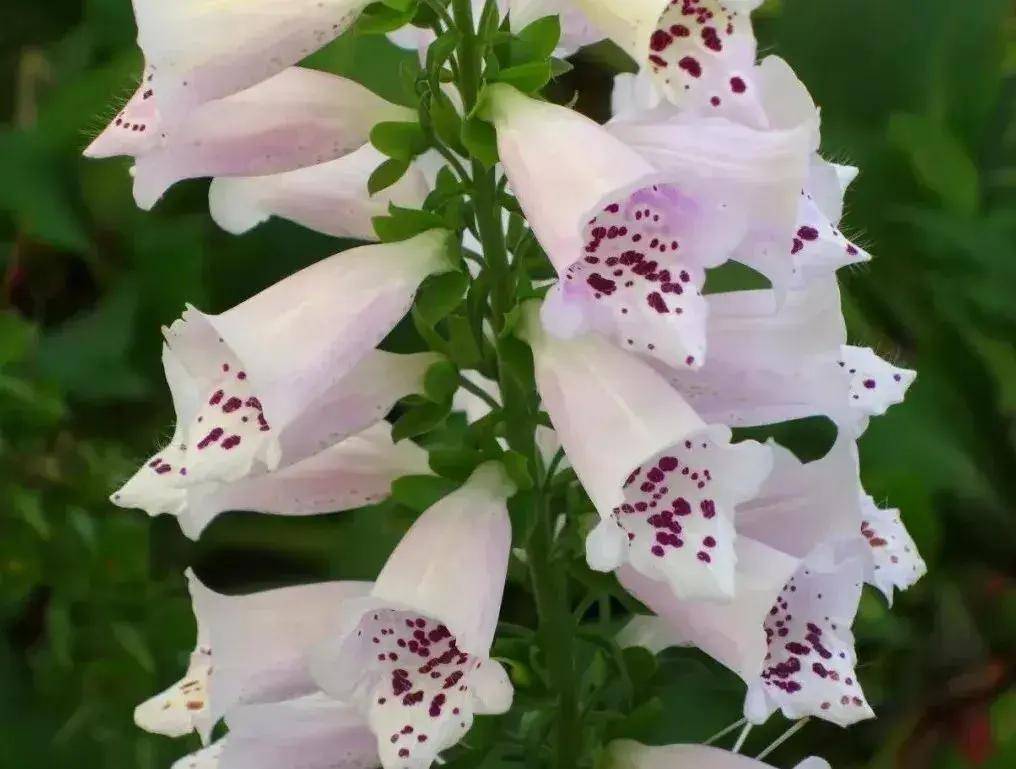 原创被人忽视的网红花花朵似铃铛可食可观赏