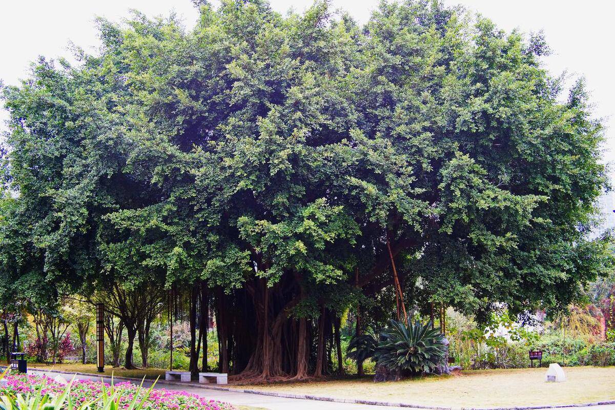 壁纸 树 榕树 1200_800