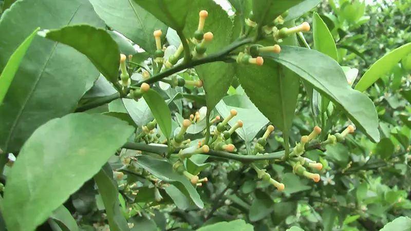 保果期到,4月份沙糖桔管理干货来了!掌握好,年底价格高!