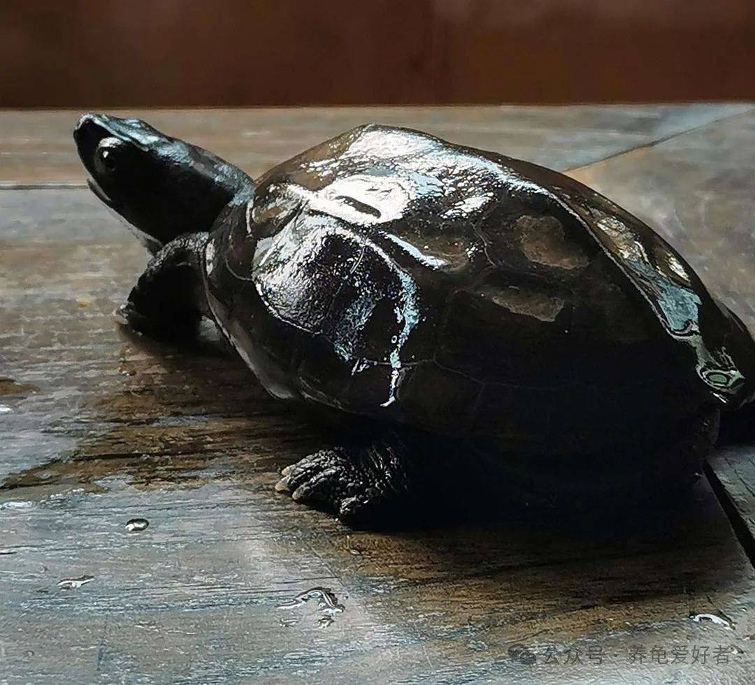 三,不要盲目追求稀有品种一些稀有品种的龟往往价格昂贵,但这并不意味