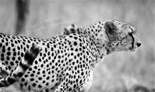 19岁姑娘重140斤,用双手扳断金钱豹腰骨,成为打豹女英雄_陈传香_豹子