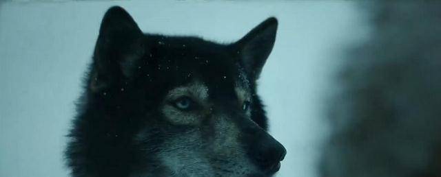 原创从被人嫌弃到领头雪橇犬这只狗的身上发生了什么