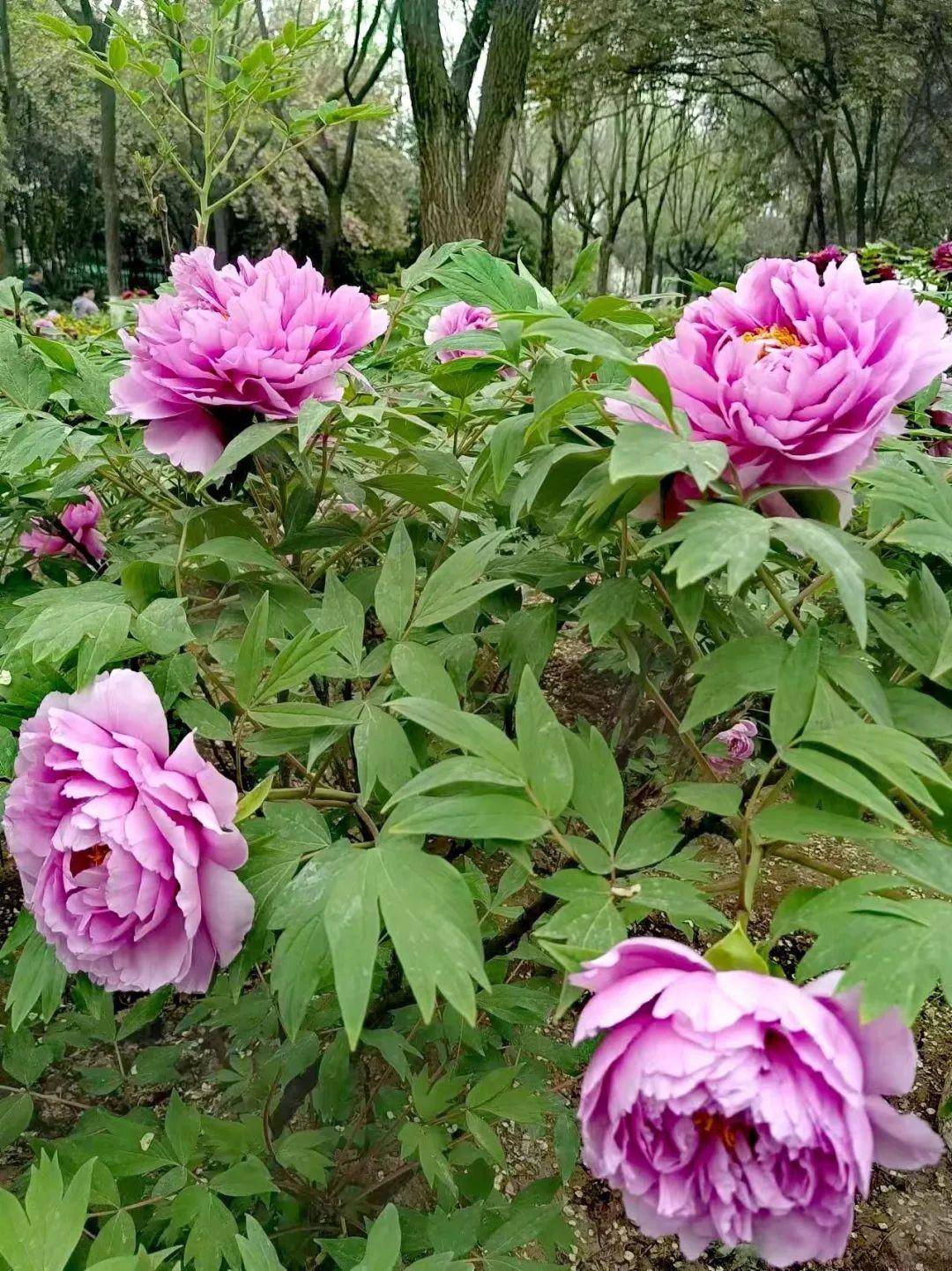 西安人赏牡丹花何必远行家门口的牡丹苑和兴庆宫公园花开正好