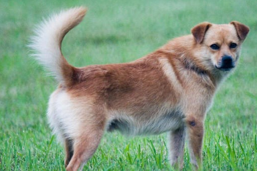 它被众人误解,本应受欢迎的狗如今却人人喊打!能养它算你运气好