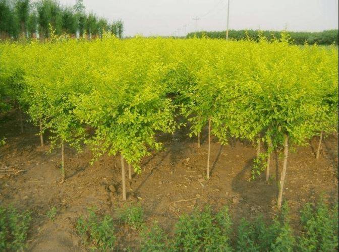 视频号果树苗苗木类目如何报白入驻视频号直播售卖苗木产品需要满足