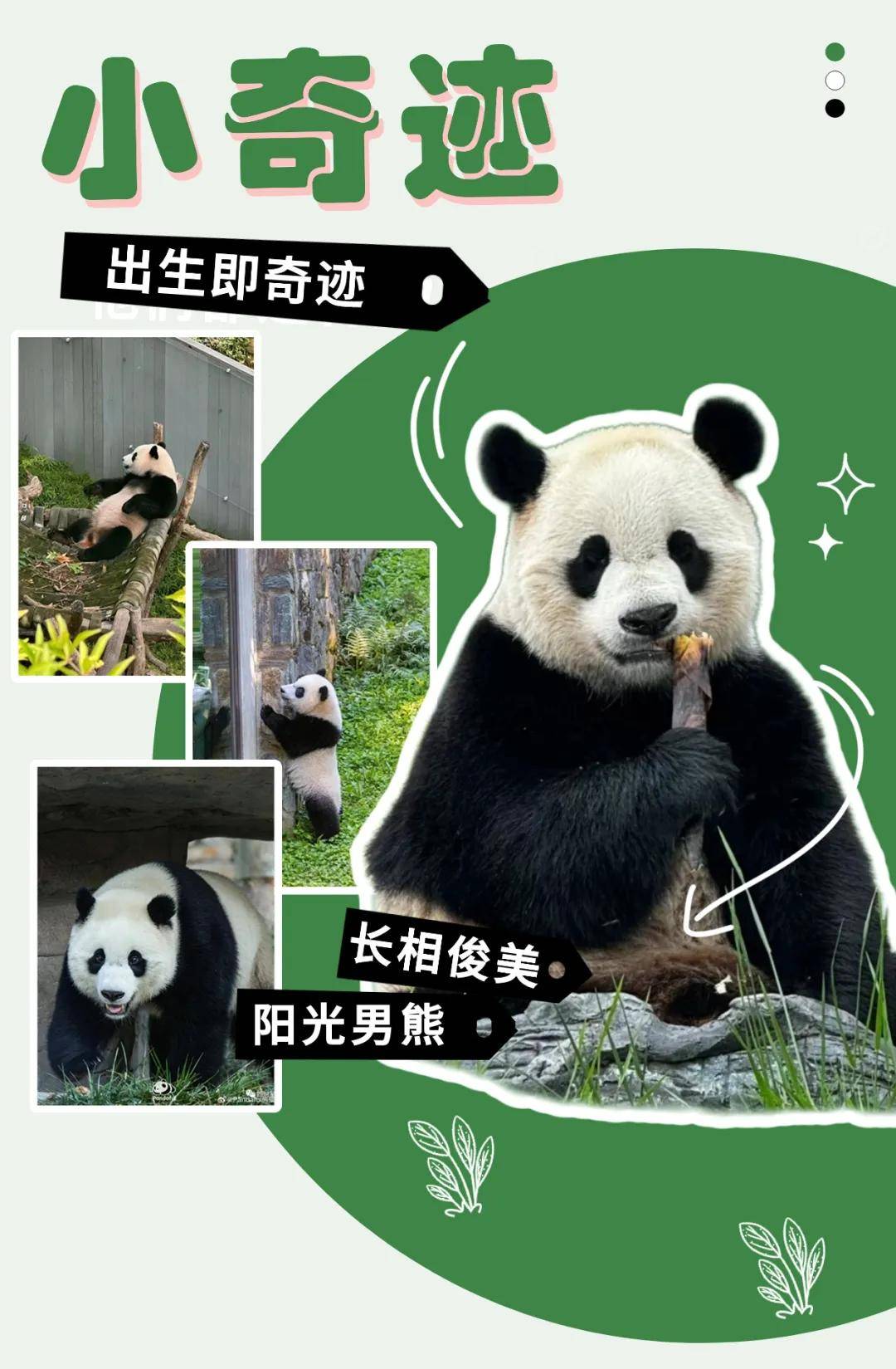 汶川卧龙神树坪国际学校熊猫f4萌趣驾到