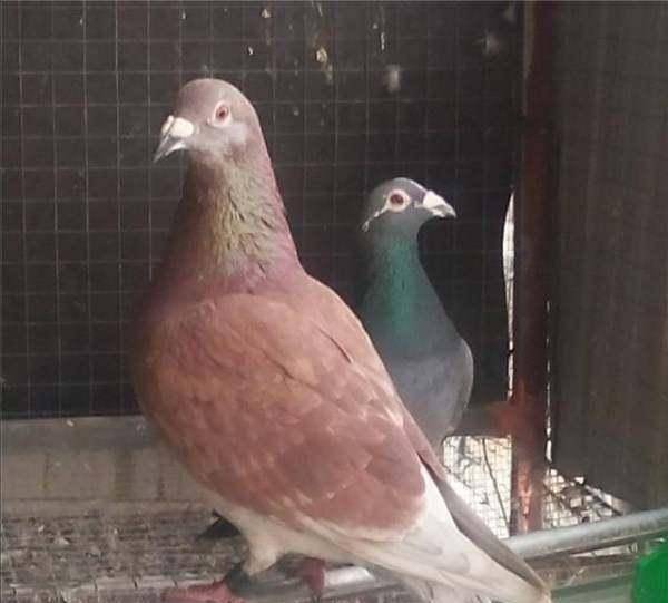 大红袍鸽子和西翁鸽是一个品种吗