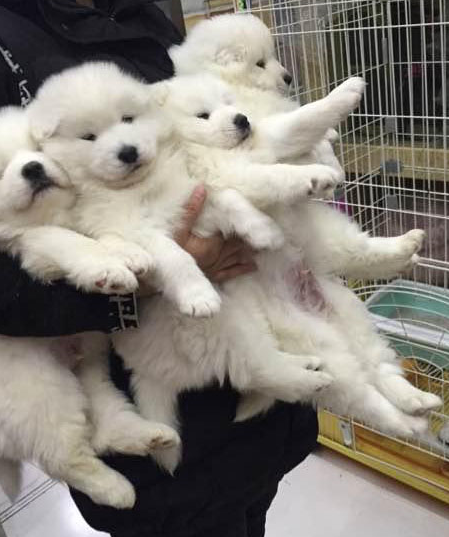 原创主人买四只萨摩耶养长大后简直萌翻网友但主人心里却是崩溃的