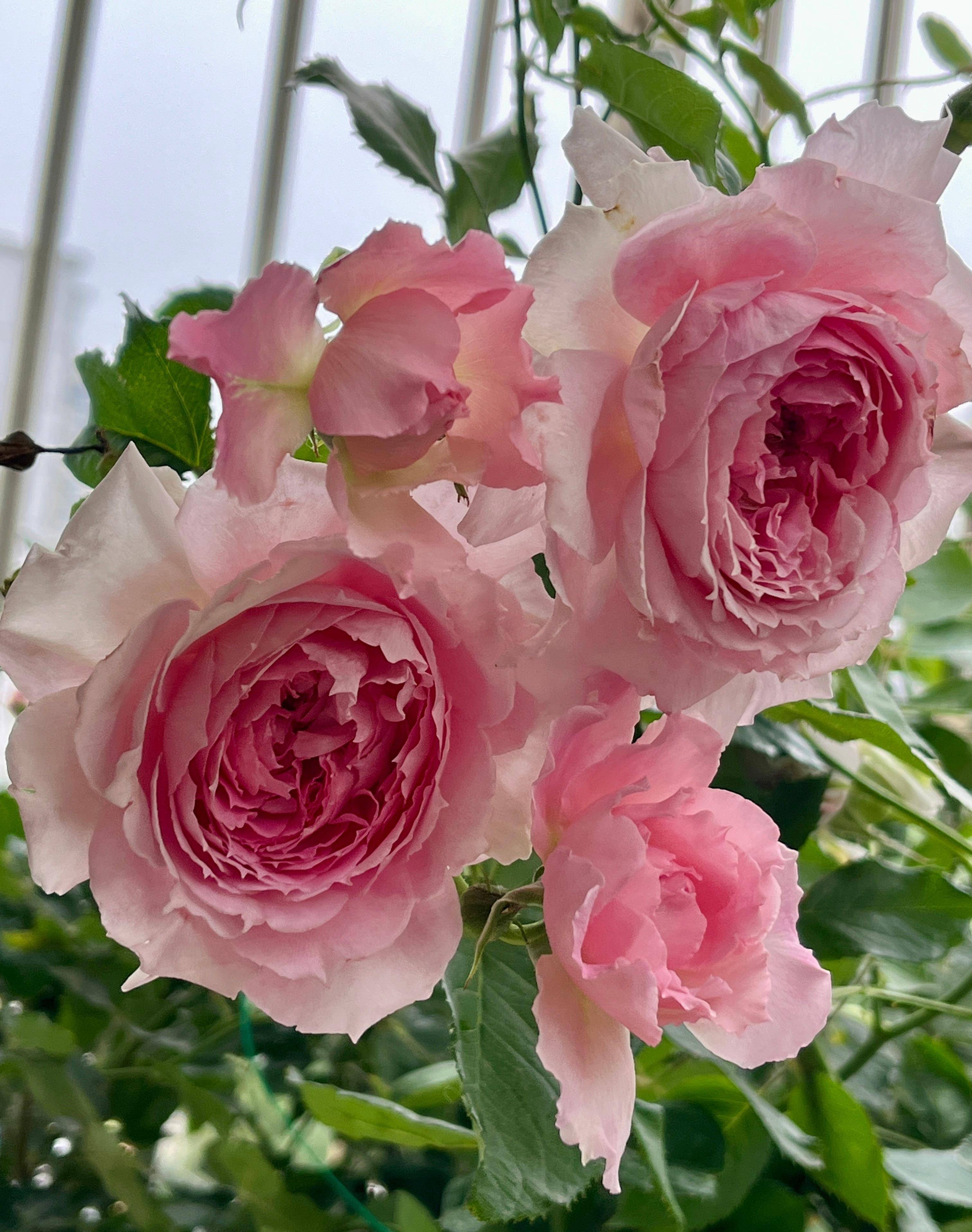 原创国产月季的巅峰颜值超高不输欧月广受花友好评