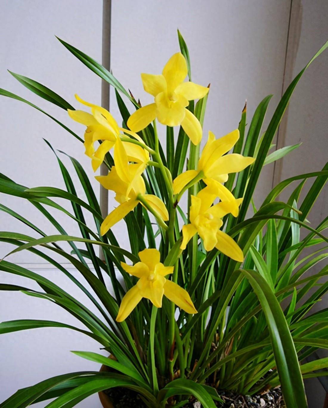 的"稀罕"金兰,古色古香,香味怡人,号称"最美兰草"_小神童_黄金_兰花