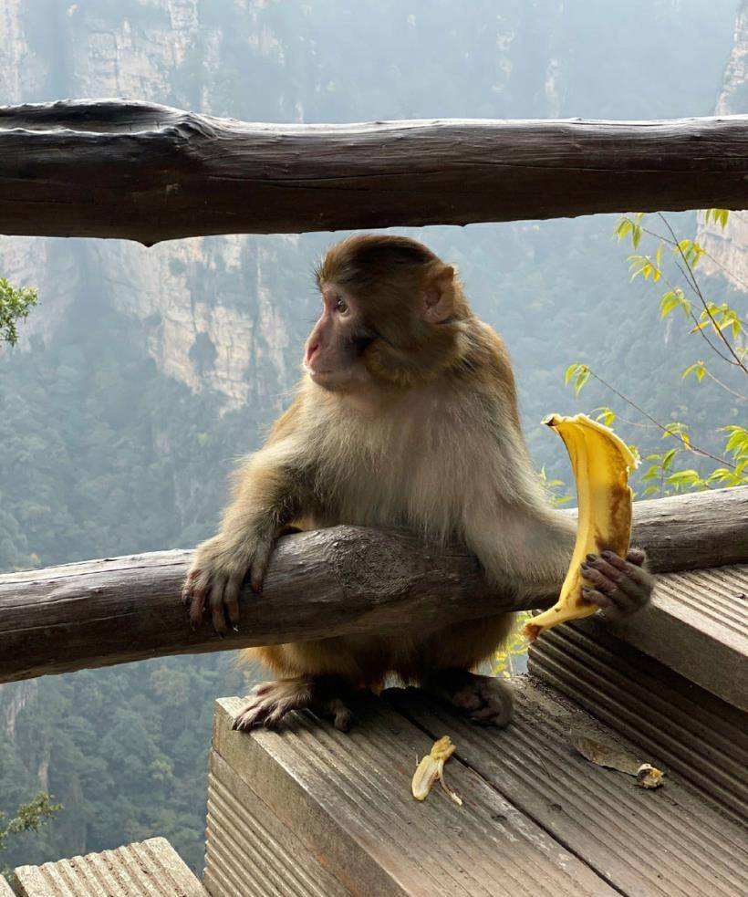 详细咨询张家界小芬: 183 7429 9927(←长按复制加)7)景区内的猴子是